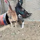طقم باكستاني