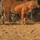 تم البيع