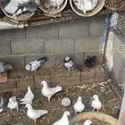 حمام مشكل للبيع