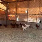 دجاج براهما حضان