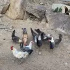دجاج فيومي بياضي مكه