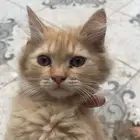قطط للبيع