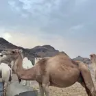 ابل