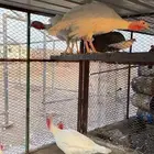 دجاج رومي