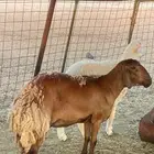 نعجه للبيع حايل