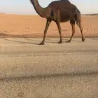 للبيع لقحه مجهم ملاقي ام ثالث