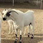 تيس بيشي