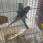 26 زوج طيور الحب للبيع