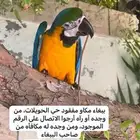 ببغاء مكاو مفقود في الحويلات