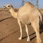 شقحا لقيه