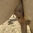 رحول أعشرا