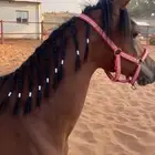 مهره شعبيه فاخره ماشاءالله