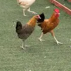 للبيع 4 دجاج حول البيض وديكين