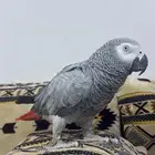 للبيع ببغاء كاسكو عمر سنتين