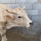 ثور الماني