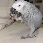 كاسكو متكلم أليف