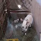 ماعز قزم فحل وانثتين كل وحدة معها عناق