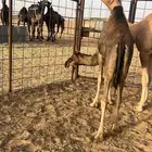 بكرتين