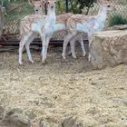 غزل للبيع