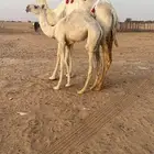 للبيع خلفه وضحاء كفو تحتها حواره ولقحه مكسب