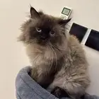 قط معقم للتبني