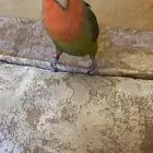روز