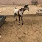 تيس بلدي