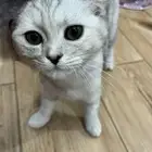 قطعة سكوتش اليفة جدا