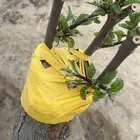 تنسيق حدائق وزراعه