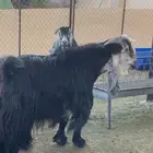 للبيع مراح كامل