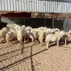 ضان دفيع للبيع