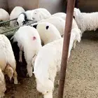 طليان حريه
