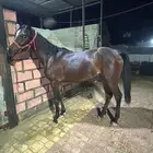 فرس شعبيه للبيع