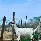 عنز بيشيه فاخره