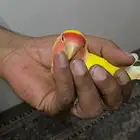 روز للبيع أليف