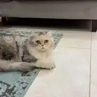 قطط للتبني