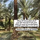 كرتون موز فاضي كمية كبيرة الموقع الخرج السعر 3.10