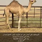 للبيع قعدان