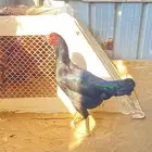 دجاج ميوالي