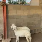 بهم