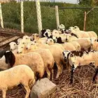 رخال بلدي