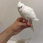 كروان اللبينو اليف