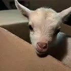 تيس حق منزل يوميا يتم غسله لعوب للاطفال