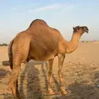 بحير احمر ساحلي