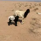 نعيمه والد
