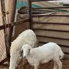 حريه تحتها طلي