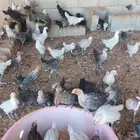 صوص دجاج