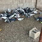 عندي حمام الموجود بالصوره