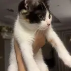 قطة صغيرة للتبني