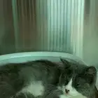 قطط لتبيني